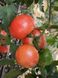 Семена индетерминантного томата Пандароза (Pandarosa) Seminis