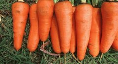 Семена моркови ранней Шантане СВ 3118 F1 (SV 3118 F1) (2,0-2,2мм)