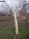 Садовый бинт для обмотки деревьев Agreen
