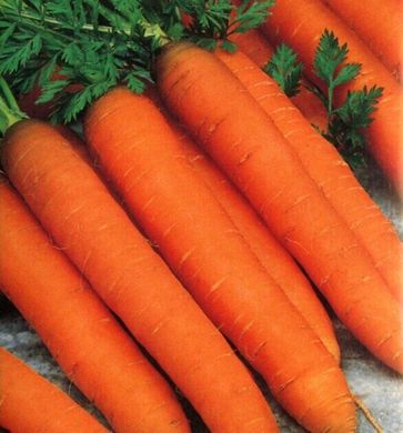 Семена моркови Романс F1 (1,8-2,0) Нантес позднеспелой