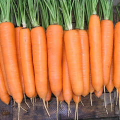 Семена моркови Элеганза F1 (2,0-2,2) Нантес поздней