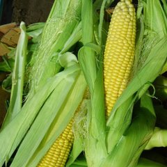 Семена кукурузы суперсладкой Sh2 среднеранней Мируш F1 (Mirus)