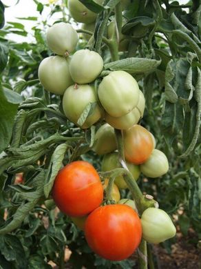 Семена детерминантного томата Таня (Tanya) Seminis