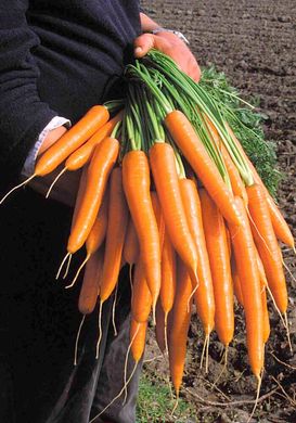 Семена моркови Абако (Abaco) Seminis (фракция 1,8-2,0)