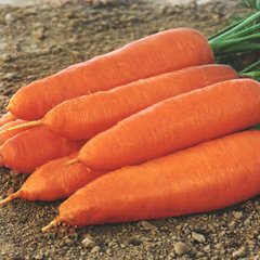 Семена моркови среднепоздней (Нантес/Шантане) Корина
