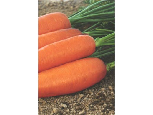 Семена моркови среднепоздней (Нантес/Шантане) Корина