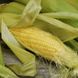 Семена кукурузы сладкой Su средней Элемент F1