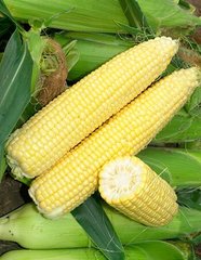 Семена кукурузы Сигнет (Signet) Seminis