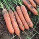 Семена моркови ранней (Нантес) Марион F1