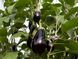 Семена баклажана раннего (Клоринда) Блек Перл F1