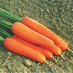 Семена моркови ранней (Нантес) Ступицкая