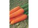 Семена моркови ранней (Нантес) Ступицкая