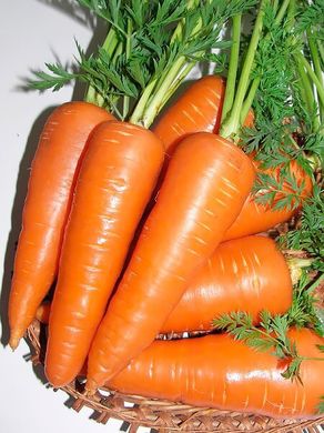 Семена моркови Санта Круз (Santa Cruz) Seminis (фракции 1,4 - 1,6)