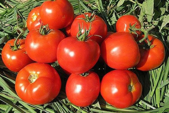 Семена томат раннего Ралли F1