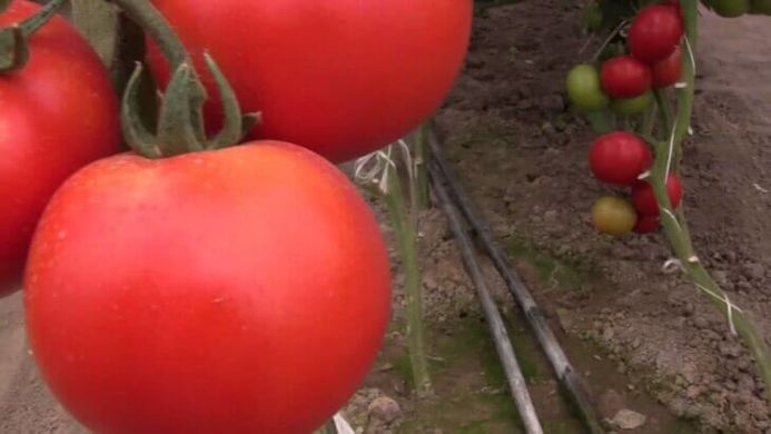 Семена томат раннего Ралли F1