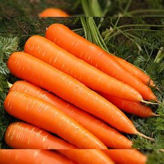 Семена моркови поздней (Флакке) Франсис