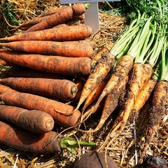 Семена моркови ранней (Шантане) Харизма F1