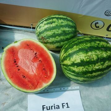 Семена арбуза раннего Фурия F1 (Furia F1)