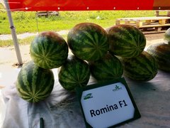 Семена арбуза среднего Ромина F1 (Romina F1)