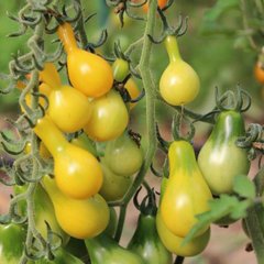 Семена томата среднего Перун