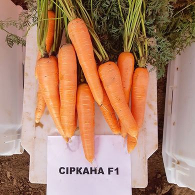 Семена моркови Сиркана F1 (1,6-1,8) Нантес средней