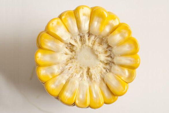 Семена кукурузы суперсладкой Sh2 средней (GSS 8529) ГСС 8529 F1