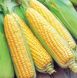 Семена кукурузы суперсладкой Sh2 средней (GSS 8529) ГСС 8529 F1