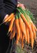Семена моркови Абако (Abaco) Seminis (фракция 1,4-1,6)