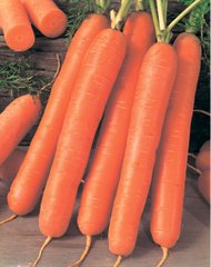 Семена моркови Ройал Форто (Royal Forto) Seminis