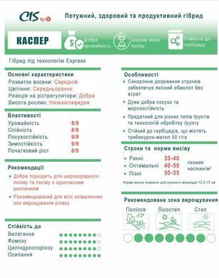 Семена рапса озимого Каспер, гібрид під технологію Express, 50 кг