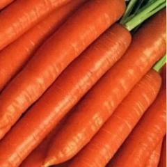 Семена моркови Нантес Брилианс F1 (1,4-1,6) среднепоздней