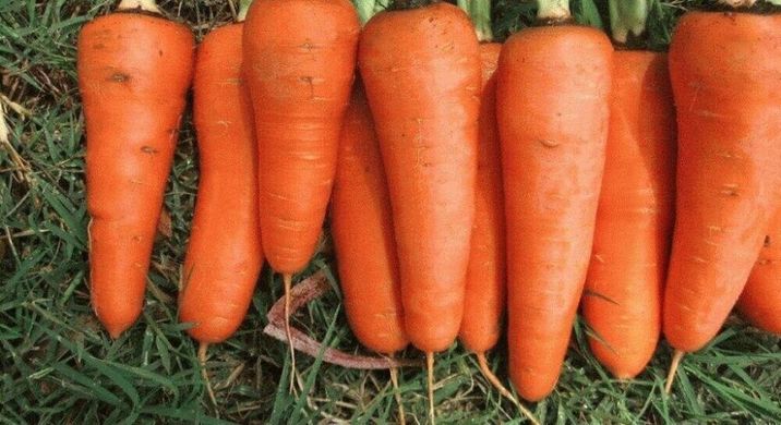 Семена моркови ранней Шантане СВ 3118 F1 (SV 3118 F1) (1,8-2,0мм)