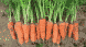 Семена моркови ранней Шантане СВ 3118 F1 (SV 3118 F1) (1,8-2,0мм)