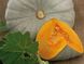 Семена тыквы крупноплодной средней (Серая) Сампсон F1