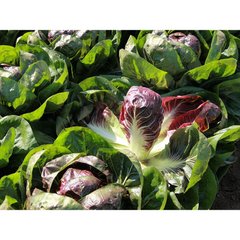 Семена салатного цикория (Радиччио/Тревизо) Гиове F1