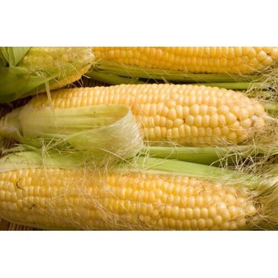 Семена кукурузы средней Перфекта F1