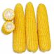 Семена кукурузы суперсладкой Sh2 средней (GSS3071 F1) ГСС3071 F1