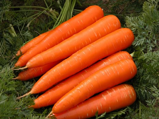 Семена моркови Каданс F1 (1,6-1,8) Нантес поздней