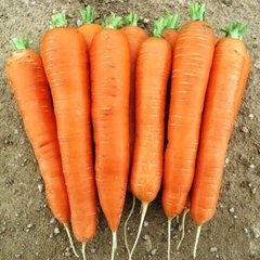 Семена моркови Колтан F1 (1,6-1,8) Нантес/Флакке поздней