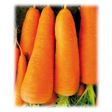 Семена моркови средней Шантане СВ 7381 F1 (SV 7381 DH F1) (1,6-1,8)