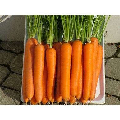 Семена моркови Лагуна F1 (1,6-1,8) Нантес ультраранней