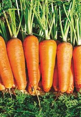Семена моркови средней Шантане СВ 7381 F1 (SV 7381 F1) (1,8-2,0)