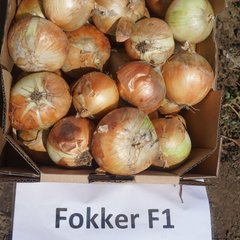 Семена лука раннего Фоккер F1 (Фокер F1)
