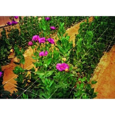 Шпалерная сетка для цветов и вьющихся растений Agreen (белая), 10х10 см