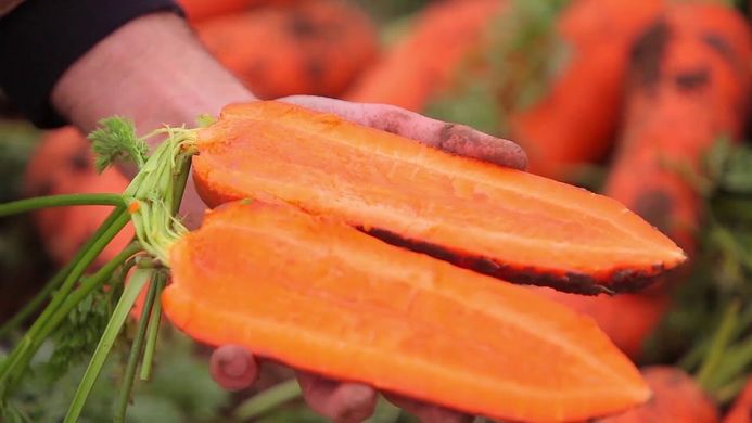 Семена моркови средней Шантане СВ 7381 F1 (SV 7381 F1) (1,8-2,0)