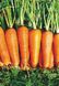 Семена моркови средней СВ 7381 F1 (SV 7381 F1) (2,0-2,2)