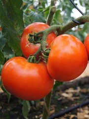 Семена детерминантного томата Дебют (Debut) Seminis