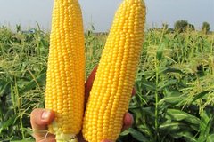 Семена кукурузы суперсладкой Sh2 ранней ГСС5649 F1