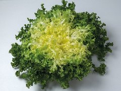 Семена салатного цикория Эндивий Бенефайн