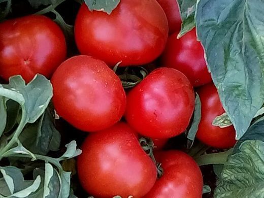 Семена томата ранний Айваз 331 F1
